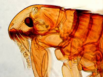 Flea 6